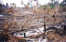 Desforestacion en Brasil